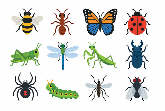 Insects and bugs collection.