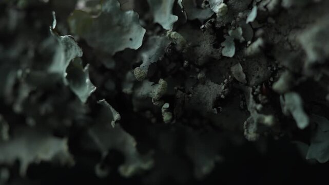Abstract lichen texture in dark cinematic macro forest background