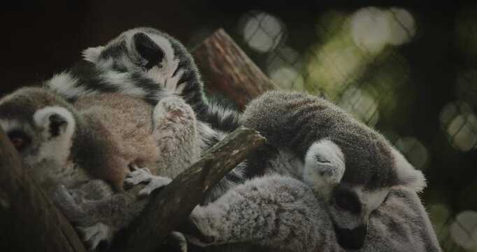 Group Of Lemurs Embracing In Natural Scene