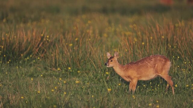 Wild Chinese Water Deer grazing in a field in Norfolk, wildlife video