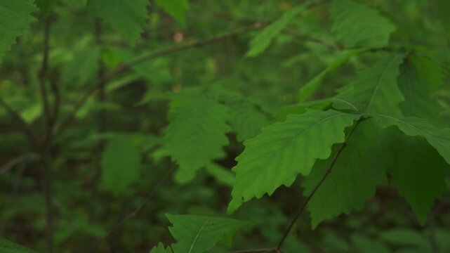 Young saplings in an early summer forest