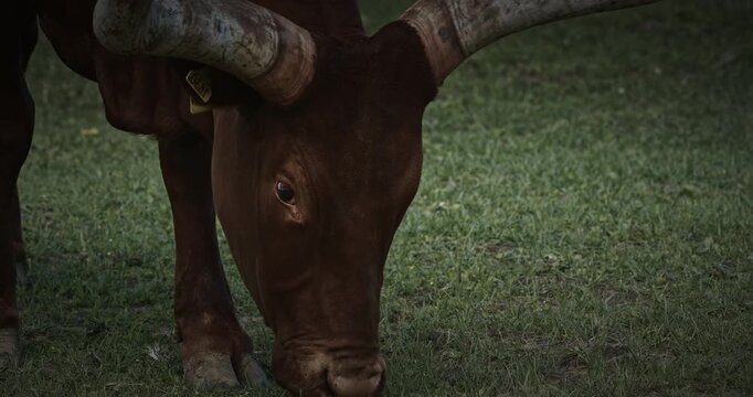 Grazing Cow With Distinctive Horns On Green Grass