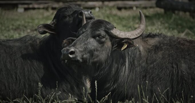 Two Black Water Buffalos Resting Peacefully In A Serene Green Field