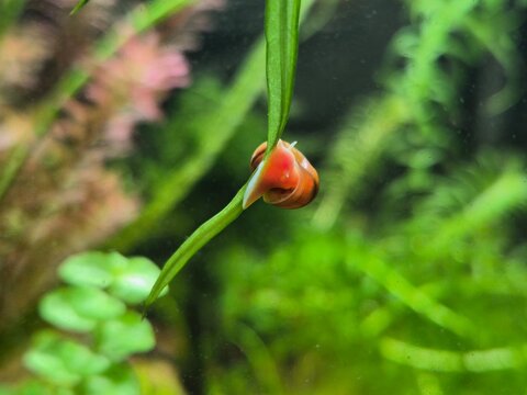 Posthornschnecke auf Blatt