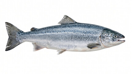 Obraz premium Fresh salmon fish on white background
