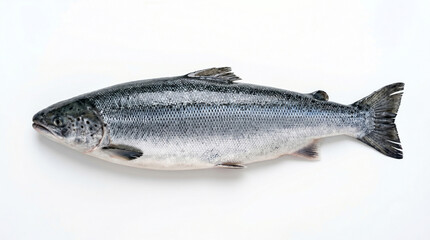 Obraz premium Salmon fish white background