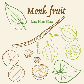 Monk Fruit colorful hand drawn line art vector ink Illustration Set;  Luo Han Guo, Sliced and Dried with Leaves