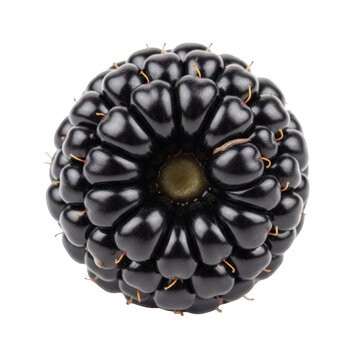 Close-up black flower button or decorative brooch isolated on transparent background