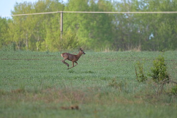 samiec sarny, kozioł,  (Capreolus capreolus) uciekający przez zielone pole na tle lasu © Joanna
