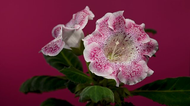Speckled Pink Gloxinia Hybrid Flowers On magneta Background