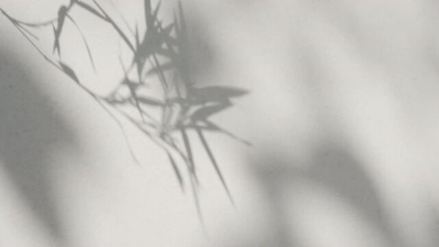 Minimalist luxury tropical bamboo foliage shadow moving on empty aesthetic clean wall