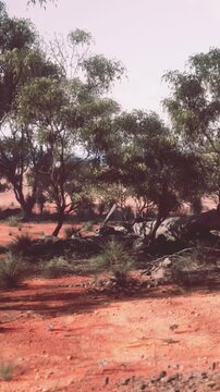 Low plants and trees grow on red earth in an arid area. The landscape shows gentle hills and sparse vegetation under a clear sky. The sunlight casts shadows on the ground.