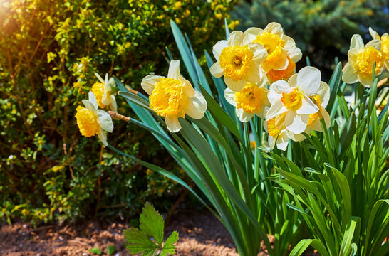 Yellow flower lent lily in the flowers garden. Spring background with yellow narciss and green leaves. Gardening floriculture in nature