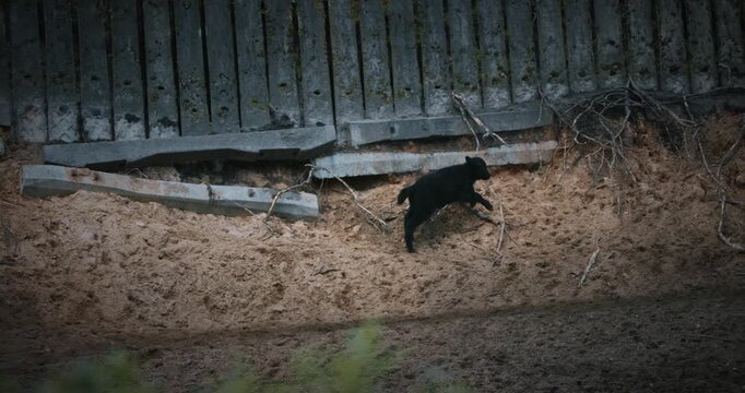 A Wild Yak Calf Exploring Rocky Terrain In Its Habitat.