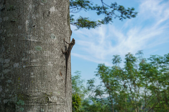 A brown oriental garden lizard clinging to a tree trunk. The background features lush green foliage and a bright blue sky with wispy clouds in the soft afternoon light.                              