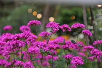 Obraz premium Vibrant Hot Pink Silene Flowers in Full Bloom with Golden Light Bokeh Background