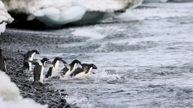 Colony of Ad&eacute;lie penguins gathering on a icy pebble beach and diving into the cold Antarctic ocean waters