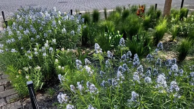 paired beautifully with ornamental grasses background and other vertical perennials, creating a low-maintenance, drought-tolerant, and structurally stunning dynamic throughout the seasons.