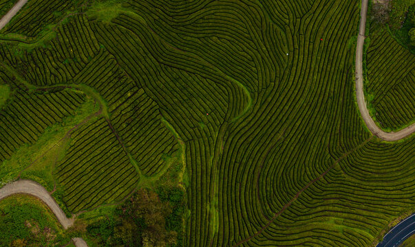 Aerial view of Gorreana Tea Plantation showing the intricate patterns of green tea bushes and winding dirt paths Maia, Acores, Portugal.