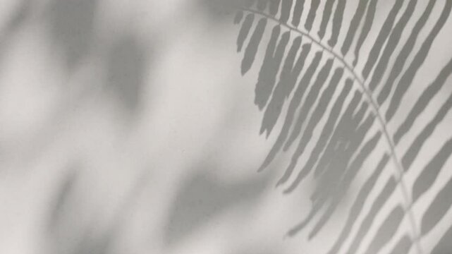 Dynamic wind blowing fern foliage shadow moving on clean flat white wall surface
