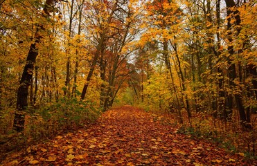 Obraz premium Beautiful autumn woodland scene with golden sun rays piercing through misty trees along a peaceful forest path. 