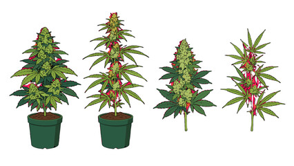 Cartoon cannabis plants and branches isolated on white © Mark