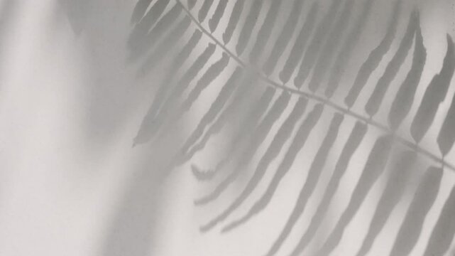 Aesthetic soft focus fern leaf shadow moving gently on empty clean white wall
