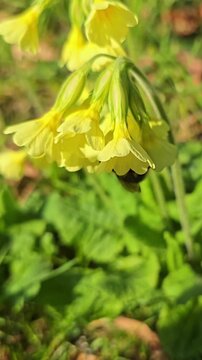 Bumblebee pollinating yellow cowslip flowers in spring