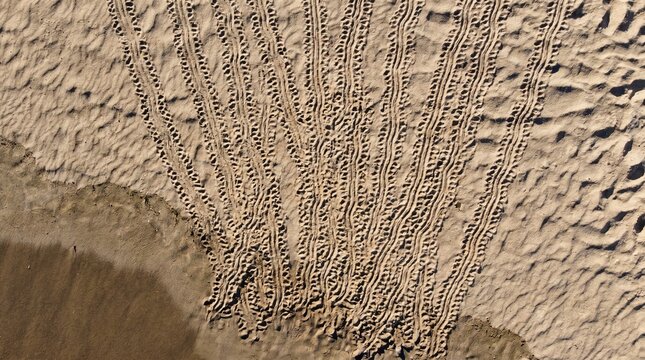 Overhead aerial view of sea turtle hatchling tracks in beach sand with no turtles visible, abstract pattern of crawl marks converging toward ocean, post-hatching conservation story