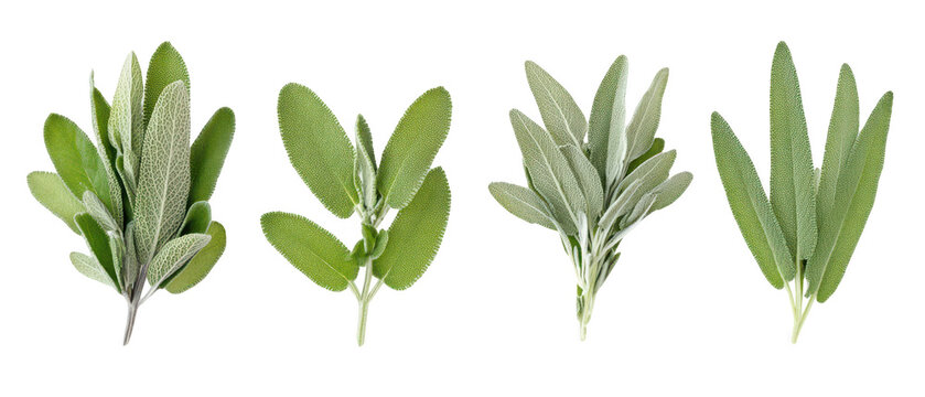 Set of fresh green sage leaves and culinary herb sprigs isolated png transparent background