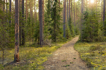 Obraz premium a forest path through dense coniferous forest with tall pine trees, Karelian forest