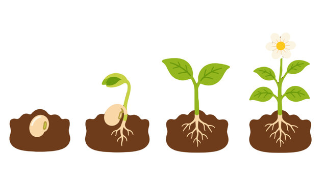 Plant growth stages from seed to flowering sprout illustration