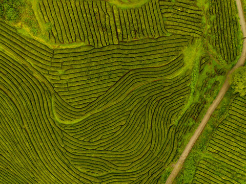 Aerial view of Gorreana Tea Plantation with curved green rows of tea bushes and a narrow dirt path in Maia, Acores, Portugal.