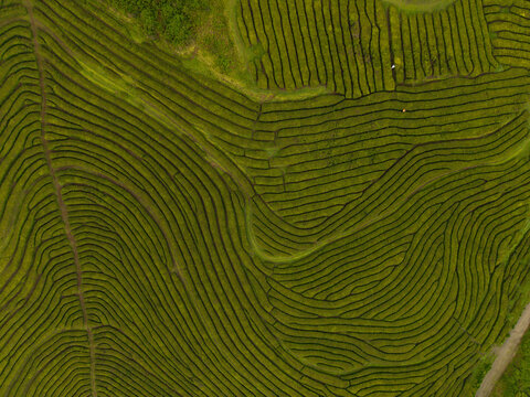 Aerial view of the Gorreana Tea Plantation showing the geometric patterns of green terraced rows and lush vegetation in Maia, Acores, Portugal.