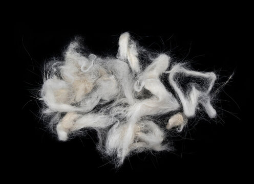 Soft clumps of white and light gray pet fur or lint isolated on black background, close-up texture, messy bundle suggesting shedding, cleaning, allergy concept.