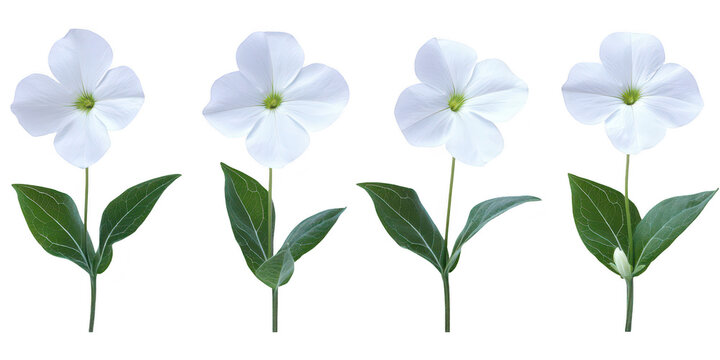 Set of beautiful white periwinkle flowers on green stems isolated png transparent background
