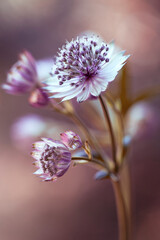 Jarzmianka większa (Astrantia major) w zbliżeniu na rozmytym tle, tapeta, dekoracja. © mycatherina