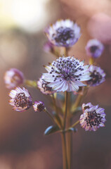 Jarzmianka większa (Astrantia major) w zbliżeniu na rozmytym tle, tapeta, dekoracja. © mycatherina