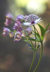 Jarzmianka większa (Astrantia major) w zbliżeniu na rozmytym tle, tapeta, dekoracja. © mycatherina