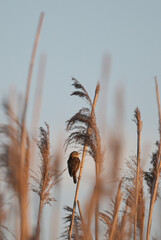 Rokitniczka (Acrocephalus schoenobaenus) na łodydze trzciny podczas złotego zachodu słońca © Joanna
