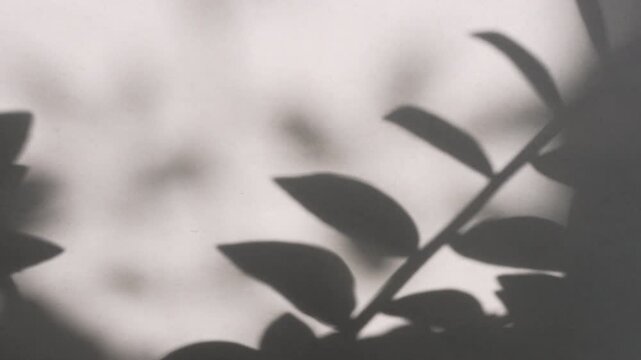 Cinematic moody houseplant leaf shadow moving in warm afternoon light on clean wall