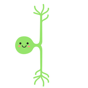 Pseudounipolar Human Nerve Cell