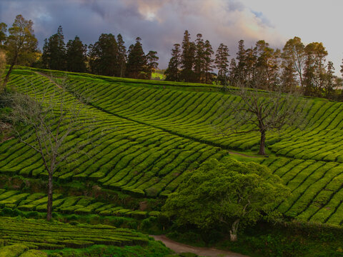 Aerial view of the terraced green rows of the Gorreana Tea Plantation with scattered trees and a dense forest background under a soft sky in Maia, Acores, Portugal.