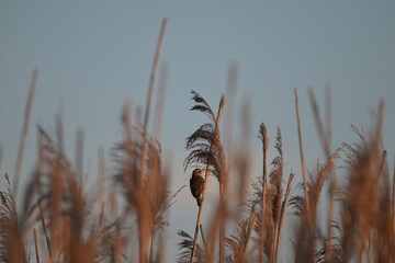 Rokitniczka (Acrocephalus schoenobaenus) na łodydze trzciny podczas złotego zachodu słońca © Joanna