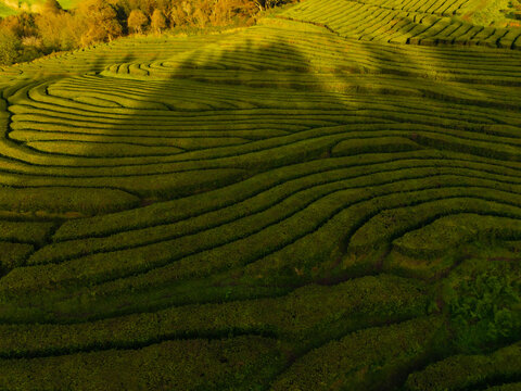 Aerial view of Gorreana Tea Plantation with terraced green tea fields and long shadows during golden hour in Maia, Acores, Portugal.