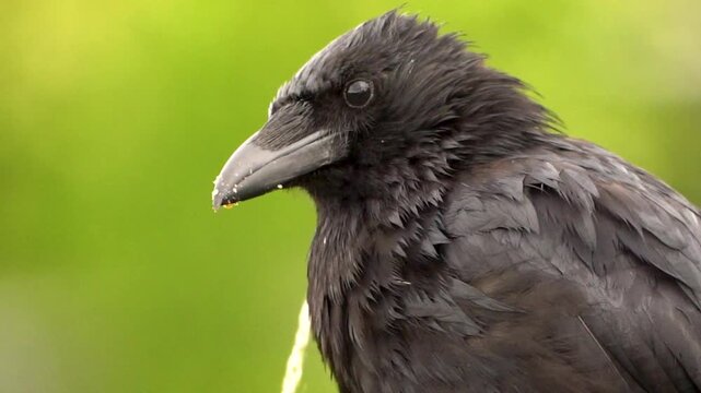 Close-up of carrion crow (Corvus corone) with nictitating membrane visible, detailed black plumage against soft green background, wildlife and animal behavior concept.