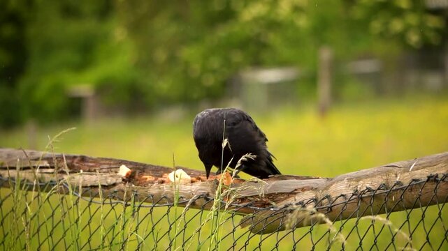 Black carrion crow (Corvus corone) foraging for food, close up with shallow depth of field, farm wildlife and adaptation concept on a rainy day