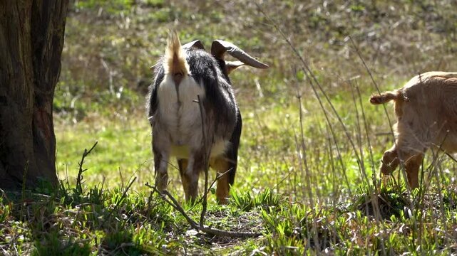Rare view of long-haired goat (Capra aegagrus hircus) with big horns Eating grass in a forest field