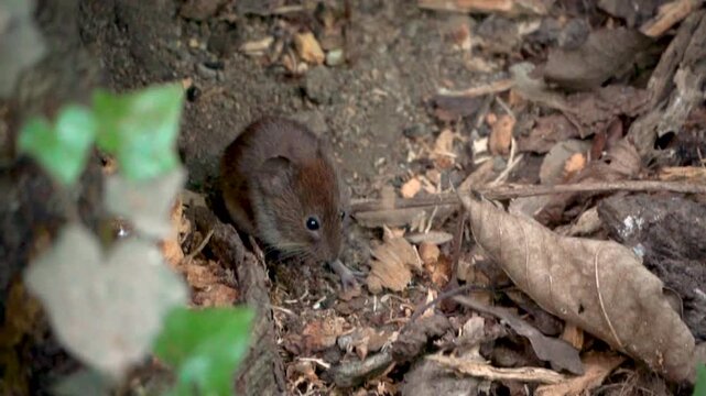 Wood mouse (Apodemus sylvaticus) peering out from leaf litter by its nest, natural habitat scene with earthy tones and forest textures