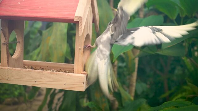 A vibrant yellow-crested cockatiel looking to the side while on a birdhouse and flying away, with greenery in the background.